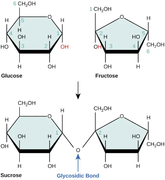 Sucrose forms when a glucose monomer and a fructose monomer join in a dehydration reaction to form a glycosidic bond. In the process, a water molecule is lost. By convention, the carbon atoms in a monosaccharide are numbered from the terminal carbon closest to the carbonyl group. In sucrose, a glycosidic linkage forms between carbon 1 in glucose and carbon 2 in fructose.